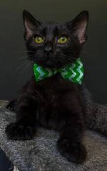 Rescue Domestic Short Hair Cats for Adoption in Winfield, Kansas - Axel | PetCurious