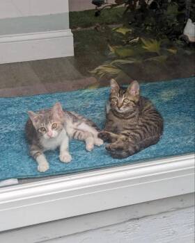 Dilute Calico and Domestic Short Hair Cats Available for Adoption in Dublin, Ohio - Leela - KBC | PetCurious