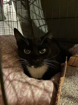 Panda -  Domestic Short Hair Cat for Adoption in East Greenwich Township, New Jersey - Panda | PetCurious