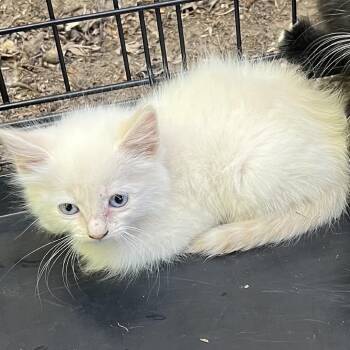 ALPINE -  Siamese and Domestic Medium Hair Cat for Adoption in Richmond, California - ALPINE | PetCurious