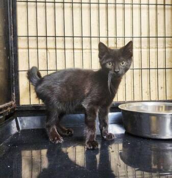 Bitzy -  Domestic Short Hair Cat for Adoption in Perth Amboy, New Jersey - Bitzy | PetCurious