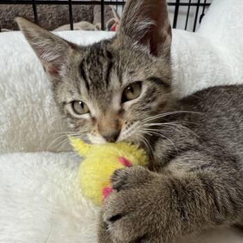 Rescue Tabby Cats for Adoption in Hoquiam, Washington - Oliver - Fun And Friendly | PetCurious