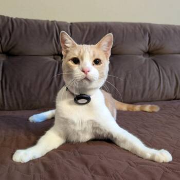 Domestic Short Hair Cats Available for Adoption - Ale | PetCurious