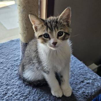 Domestic Short Hair Cats Available for Adoption in Fargo, North Dakota - Reuben--In Foster | PetCurious