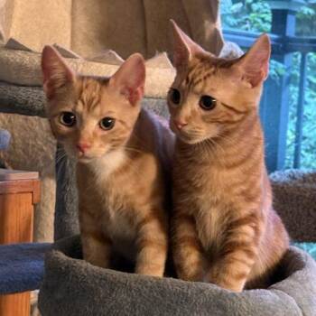 Tucker -  Tabby and Domestic Short Hair Cat for Adoption in Knoxville, Tennessee - Tucker | PetCurious