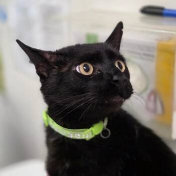 Domestic Short Hair Cats Available for Adoption in Charleston, West Virginia - Simon | PetCurious