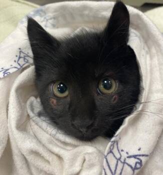 Rafael -  Domestic Short Hair Cat for Adoption in Fishers, Indiana - Rafael | PetCurious
