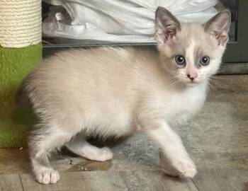 Rescue Domestic Short Hair Cats for Adoption in Beaverton, Oregon - Spirit -bonded With Selene | PetCurious