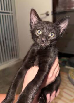 Beaker -  Domestic Short Hair Cat for Adoption in Tehachapi, California - Beaker | PetCurious