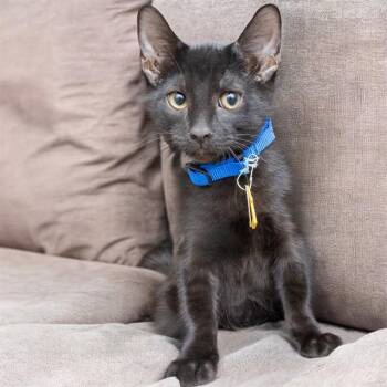 MR CHEESE -  Domestic Short Hair Cat for Adoption in St. Louis, Missouri - MR CHEESE | PetCurious