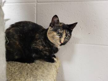 Rescue Domestic Short Hair Cats for Adoption in Chilton, Wisconsin - Pepper | PetCurious