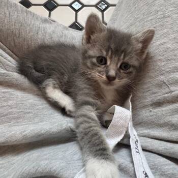 Domestic Medium Hair Cats Available for Adoption in New Orleans, Louisiana - SweetTart | PetCurious