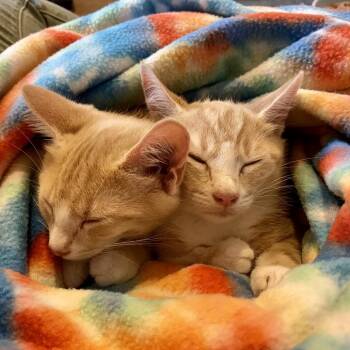 Crush (Orange Sodas) -  Domestic Short Hair Cat for Adoption in Charlotte, North Carolina - Crush (Orange Sodas) | PetCurious