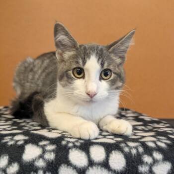 Dennis -  Domestic Short Hair Cat for Adoption in Rochester, Minnesota - Dennis | PetCurious