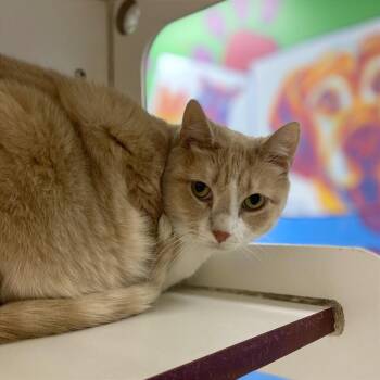 Paisley -  Domestic Short Hair and Mixed Breed Cat for Adoption in Cheyenne, Wyoming - Paisley | PetCurious