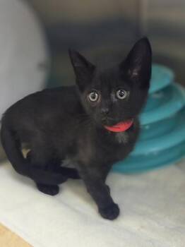 Purrl Jam -  Domestic Short Hair Cat for Adoption in Westland, Michigan - Purrl Jam | PetCurious