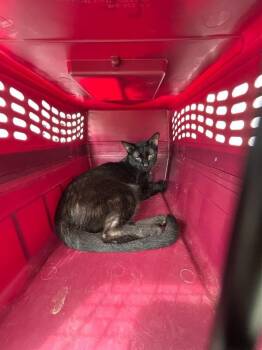 Poblano -  Domestic Short Hair Cat for Adoption in Mobile, Alabama - Poblano | PetCurious