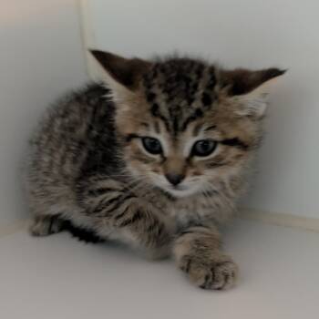 Green Collar -  Domestic Short Hair Cat for Adoption in Jefferson City, Tennessee - Green Collar | PetCurious