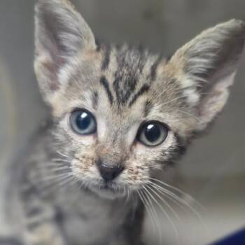 Dippy -  Domestic Short Hair Cat for Adoption in San Antonio, Texas - Dippy | PetCurious