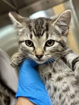 Thelma -  Domestic Short Hair Cat for Adoption in Wichita, Kansas - Thelma | PetCurious