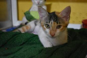 June -  Domestic Short Hair Cat for Adoption in Kansas City, Missouri - June | PetCurious