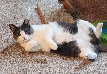 Domestic Short Hair Cats Available for Adoption in Benson, Minnesota - Bitsy | PetCurious