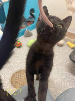 Rescue Domestic Short Hair Cats for Adoption in Indiana, Pennsylvania - Lulu | PetCurious