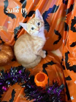 Julie -  Tabby Cat for Adoption in Deltona, Florida - Julie | PetCurious