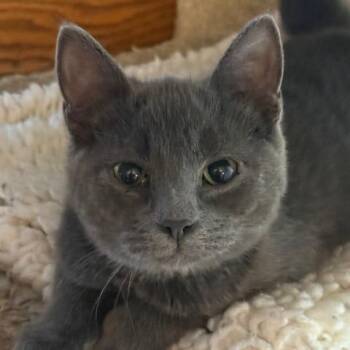 Rouey -  Domestic Short Hair Cat for Adoption in Rochester, Minnesota - Rouey | PetCurious