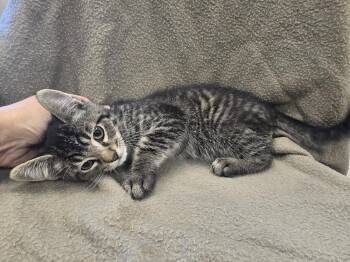 Bacon -  Domestic Short Hair Cat for Adoption in Dickson, Tennessee - Bacon | PetCurious