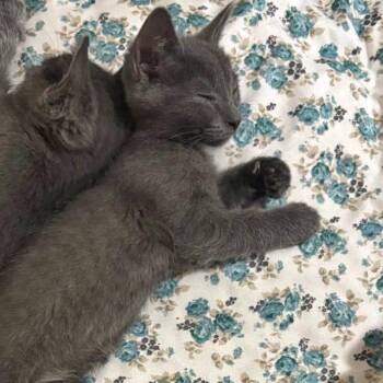 Bob -  Russian Blue Cat for Adoption in Mount Vernon, Arkansas - Bob | PetCurious