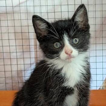 Hudson -  Domestic Short Hair Cat for Adoption in Gordonsville, Tennessee - Hudson | PetCurious