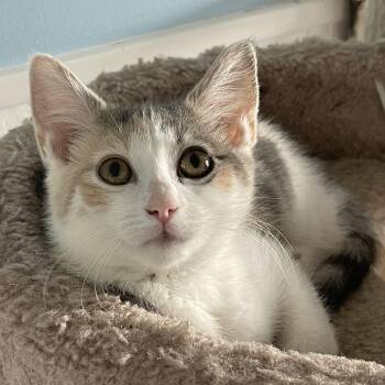 Charlotte -  Dilute Calico and Domestic Short Hair Cat for Adoption in Culpeper, Virginia - Charlotte | PetCurious