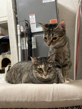 Rescue Domestic Short Hair Cats for Adoption in Carrollton, Texas - Cali Girl | PetCurious