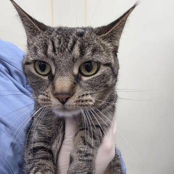 Fajita -  Domestic Short Hair Cat for Adoption in Oshkosh, Wisconsin - Fajita | PetCurious