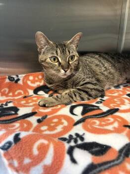 Celine Dion (26-106 C) -  Domestic Short Hair Cat for Adoption in Lansing, Michigan - Celine Dion (26-106 C) | PetCurious