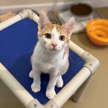 CANTALOUPE -  Domestic Short Hair Cat for Adoption in La Crescent, Minnesota - CANTALOUPE | PetCurious