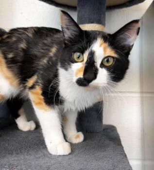 Cupcake -  Domestic Short Hair Cat for Adoption in Logan, Utah - Cupcake | PetCurious