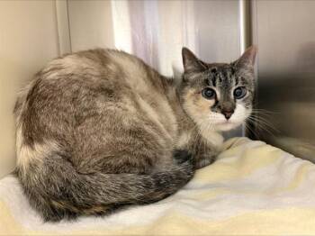 Domestic Short Hair Cats Available for Adoption - SUKI | PetCurious