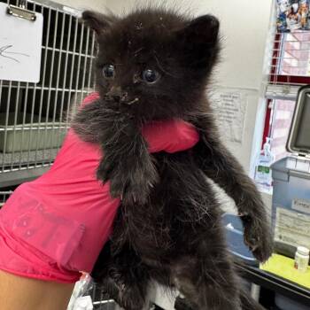 Domestic Short Hair Cats Available for Adoption in Kanab, Utah - Laurence | PetCurious