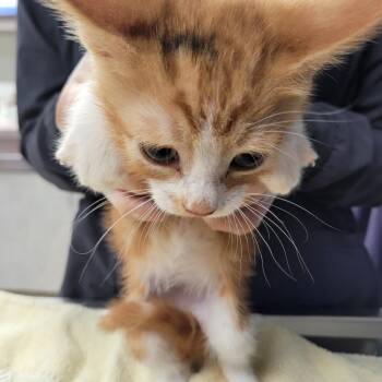 Smudge -  Domestic Short Hair Cat for Adoption in Newark, New Jersey - Smudge | PetCurious