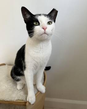 Gracie -  Domestic Short Hair Cat for Adoption in New York, New York - Gracie | PetCurious