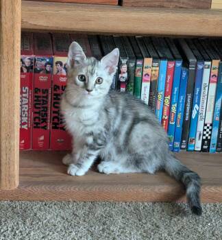 Domestic Short Hair and Egyptian Mau Cats Available for Adoption in Vacaville, California - Ella | PetCurious