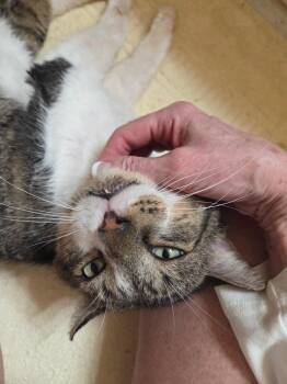 Domestic Short Hair Cats Available for Adoption in Kenosha, Wisconsin - Paco | PetCurious