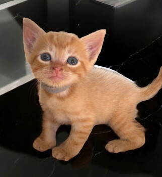 Rescue Tabby and Domestic Short Hair Cats for Adoption in Garner, North Carolina - Bruno | PetCurious