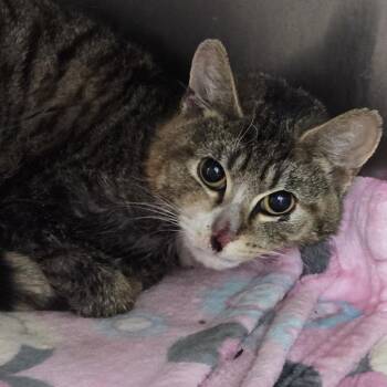 Amelia -  Domestic Short Hair Cat for Adoption in Newark, New Jersey - Amelia | PetCurious