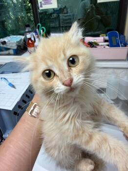 Sriracha -  Domestic Short Hair Cat for Adoption in Pomona, New York - Sriracha | PetCurious