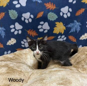 Woody -  Domestic Short Hair Cat for Adoption in Logan, Ohio - Woody | PetCurious