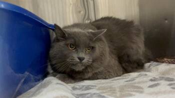 BARN CAT PIVOT -  Domestic Short Hair Cat for Adoption in Kent, Washington - BARN CAT PIVOT | PetCurious