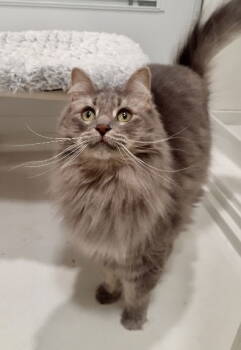 Rescue Domestic Medium Hair Cats for Adoption in Pittsburgh, Pennsylvania - Diane | PetCurious